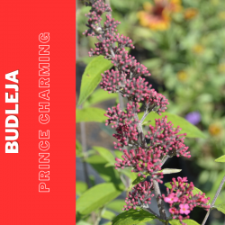 Budleja "Prince Charming"